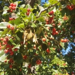 Crataegus ‘Smithiana" at City Renewal Authority Area - 24 Mar 2024