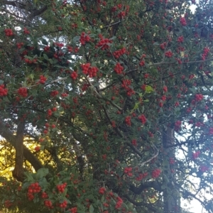 Crataegus 'Smithiana' at City Renewal Authority Area - 24 Mar 2024 10:42 AM