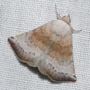 Mataeomera mesotaenia at Freshwater Creek, VIC - 11 Feb 2024