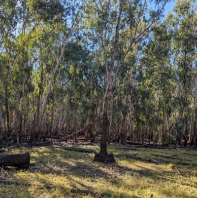 Eucalyptus camaldulensis subsp. camaldulensis (River Red Gum) at Wilby, VIC - 24 Mar 2024 by Darcy