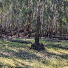 Eucalyptus camaldulensis subsp. camaldulensis at Wilby, VIC - 24 Mar 2024 09:48 AM