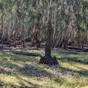 Eucalyptus camaldulensis subsp. camaldulensis at Wilby, VIC - 24 Mar 2024