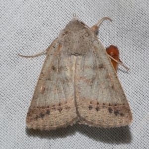 Pantydia sparsa at Freshwater Creek, VIC - 11 Feb 2024