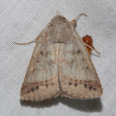 Pantydia sparsa (Noctuid Moth) at WendyM's farm at Freshwater Ck. - 11 Feb 2024 by WendyEM