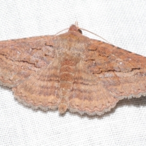 Praxis porphyretica at Freshwater Creek, VIC - 11 Feb 2024