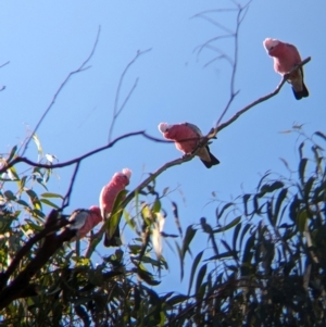 Eolophus roseicapilla at Wilby, VIC - 24 Mar 2024