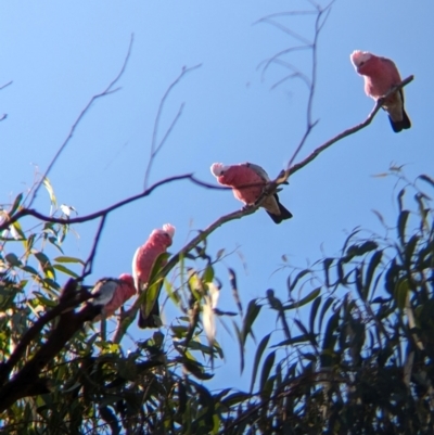 Eolophus roseicapilla (Galah) at Wilby, VIC - 23 Mar 2024 by Darcy