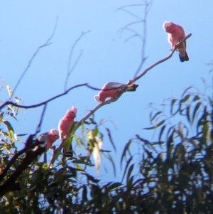 Eolophus roseicapilla at Wilby, VIC - 24 Mar 2024