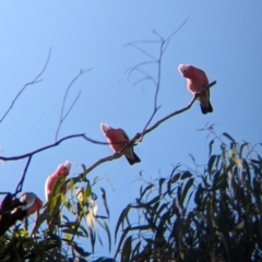 Eolophus roseicapilla at Wilby, VIC - 24 Mar 2024