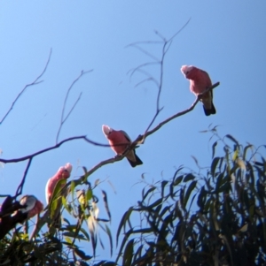 Eolophus roseicapilla at Wilby, VIC - 24 Mar 2024