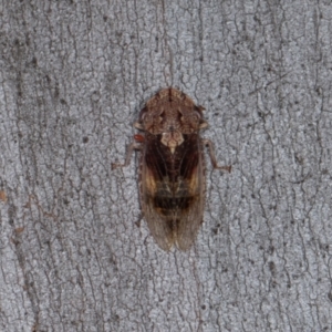 Stenocotis depressa at Scullin, ACT - 3 Jan 2024