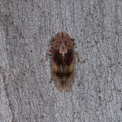 Stenocotis depressa (Leafhopper) at Scullin, ACT - 2 Jan 2024 by AlisonMilton