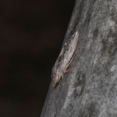 Stenocotis depressa at Scullin, ACT - 3 Jan 2024