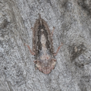 Stenocotis depressa at Scullin, ACT - 3 Jan 2024