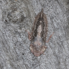 Stenocotis depressa at Scullin, ACT - 3 Jan 2024