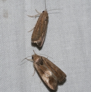 Athetis tenuis at Freshwater Creek, VIC - 11 Feb 2024