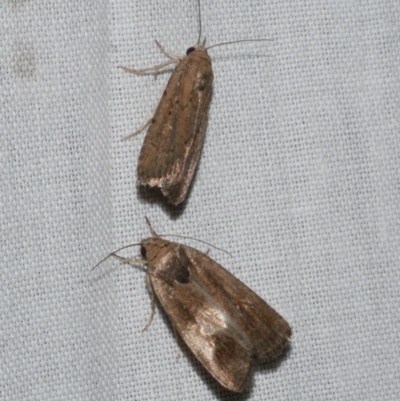 Athetis tenuis (Plain Tenuis Moth) at WendyM's farm at Freshwater Ck. - 11 Feb 2024 by WendyEM