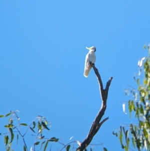 Cacatua galerita at Wilby, VIC - 24 Mar 2024