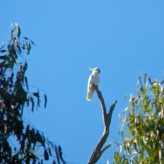 Cacatua galerita at Wilby, VIC - 24 Mar 2024