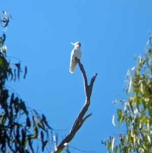 Cacatua galerita at Wilby, VIC - 24 Mar 2024 09:58 AM