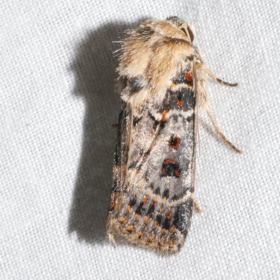 Proteuxoa sanguinipuncta (Blood-spotted Noctuid) at Freshwater Creek, VIC - 11 Feb 2024 by WendyEM