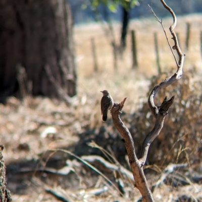 Climacteris picumnus victoriae (Brown Treecreeper) at Wilby, VIC - 24 Mar 2024 by Darcy