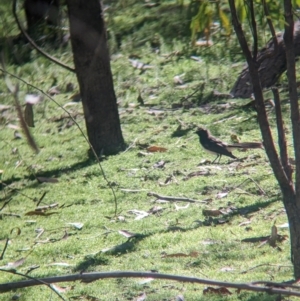 Rhipidura leucophrys at Burramine, VIC - 24 Mar 2024