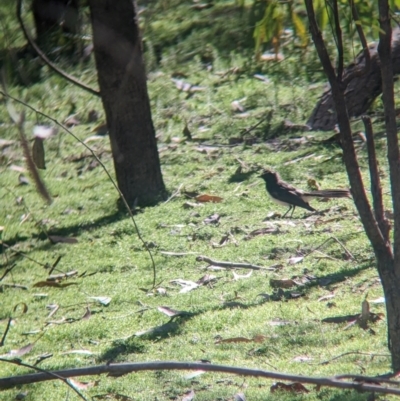 Rhipidura leucophrys (Willie Wagtail) at Burramine, VIC - 24 Mar 2024 by Darcy