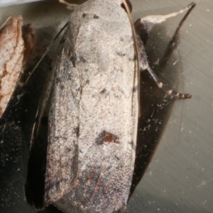 Proteuxoa tibiata at Freshwater Creek, VIC - 12 Feb 2024