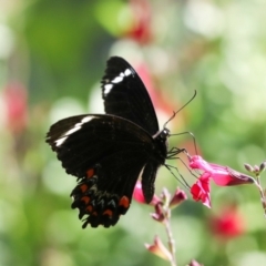 Papilio aegeus at Higgins, ACT - 22 Jan 2024