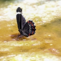 Papilio aegeus at Higgins, ACT - 22 Jan 2024