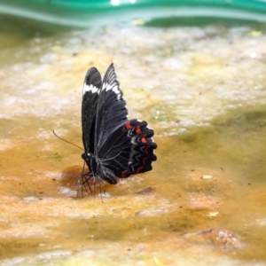 Papilio aegeus at Higgins, ACT - 22 Jan 2024