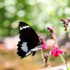 Papilio aegeus at Higgins, ACT - 22 Jan 2024 10:19 AM