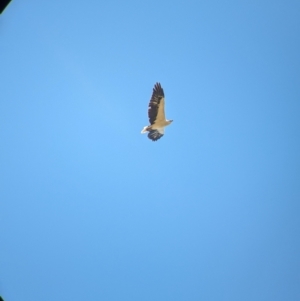 Haliaeetus leucogaster at Burramine, VIC - 24 Mar 2024