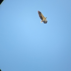 Haliaeetus leucogaster at Burramine, VIC - 24 Mar 2024