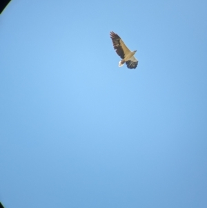 Haliaeetus leucogaster at Burramine, VIC - 24 Mar 2024