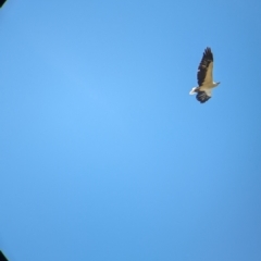 Haliaeetus leucogaster at Burramine, VIC - 24 Mar 2024