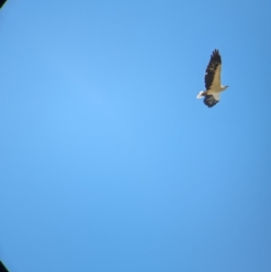 Haliaeetus leucogaster at Burramine, VIC - 24 Mar 2024