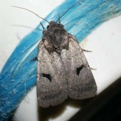 Thoracolopha undescribed species MoV6 at WendyM's farm at Freshwater Ck. - 11 Feb 2024 by WendyEM