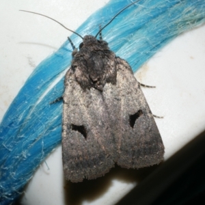 Thoracolopha undescribed species MoV6 at Freshwater Creek, VIC - 11 Feb 2024 11:16 PM