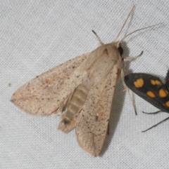 Mythimna (Pseudaletia) convecta (Common Armyworm) at WendyM's farm at Freshwater Ck. - 11 Feb 2024 by WendyEM