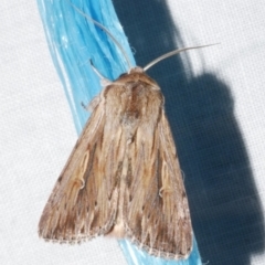 Persectania ewingii (Southern Armyworm) at Freshwater Creek, VIC - 12 Feb 2024 by WendyEM