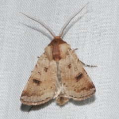 Agrotis porphyricollis (Variable Cutworm) at Freshwater Creek, VIC - 12 Feb 2024 by WendyEM