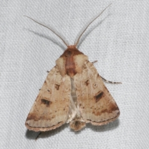 Agrotis porphyricollis at Freshwater Creek, VIC - 12 Feb 2024