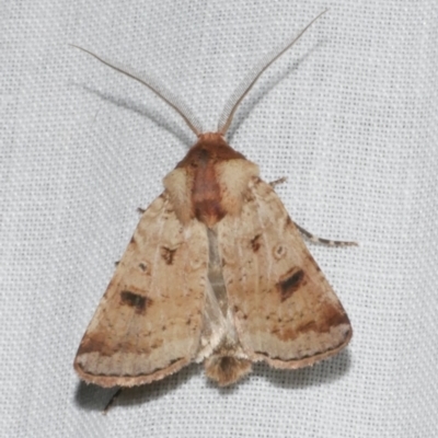 Agrotis porphyricollis (Variable Cutworm) at WendyM's farm at Freshwater Ck. - 11 Feb 2024 by WendyEM