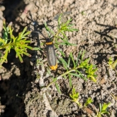 Chauliognathus lugubris (Plague Soldier Beetle) at Burramine, VIC - 24 Mar 2024 by Darcy
