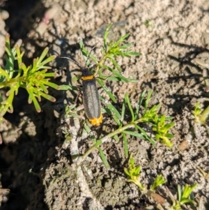 Chauliognathus lugubris (Plague Soldier Beetle) at Burramine, VIC by Darcy