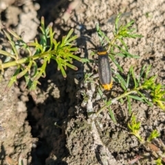 Chauliognathus lugubris at Burramine, VIC - 24 Mar 2024