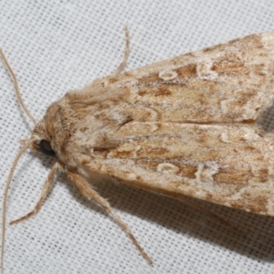 Ectopatria xerampelina at Freshwater Creek, VIC - 11 Feb 2024