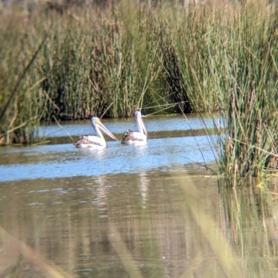 Pelecanus conspicillatus (Australian Pelican) at Big Reedy Lagoon Wildlife Reserve - 24 Mar 2024 by Darcy